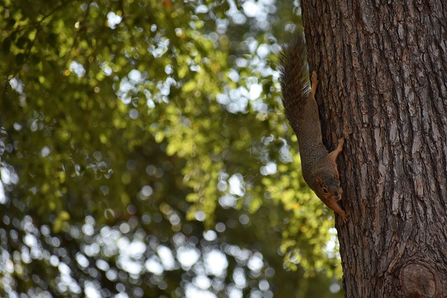 火箭队通过 火箭队通过